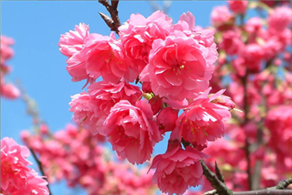 flower03.jpg