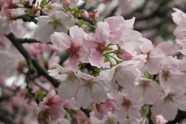 flower05.jpg