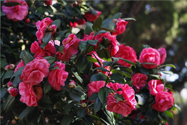茶花.jpg
