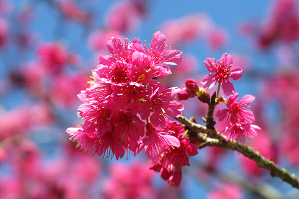 山櫻花.jpg
