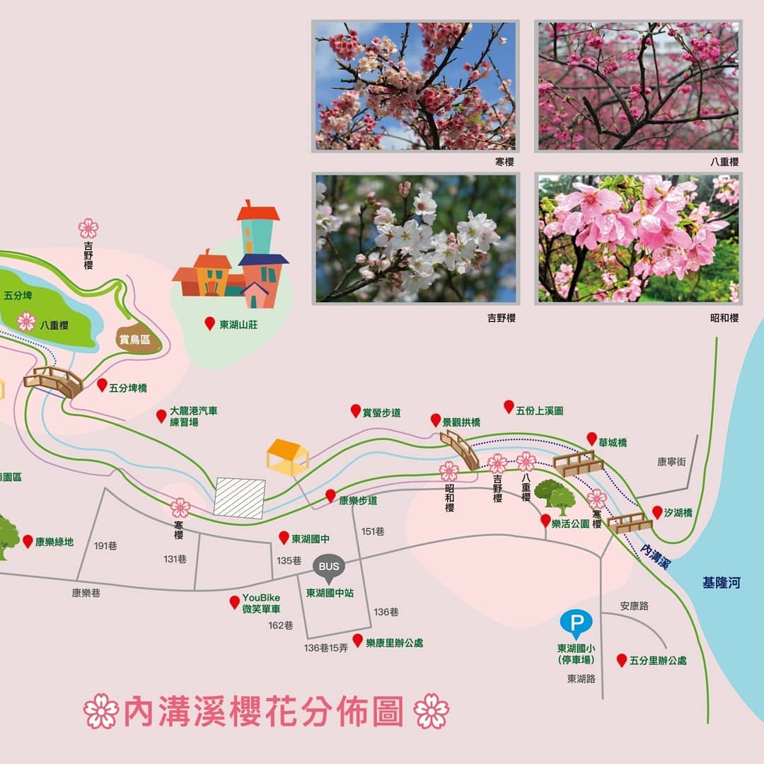 內湖夜櫻.jpeg